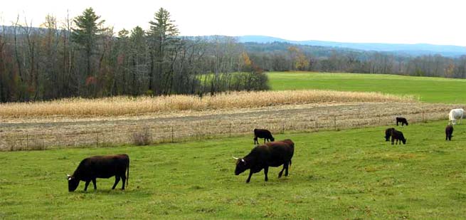 cattle